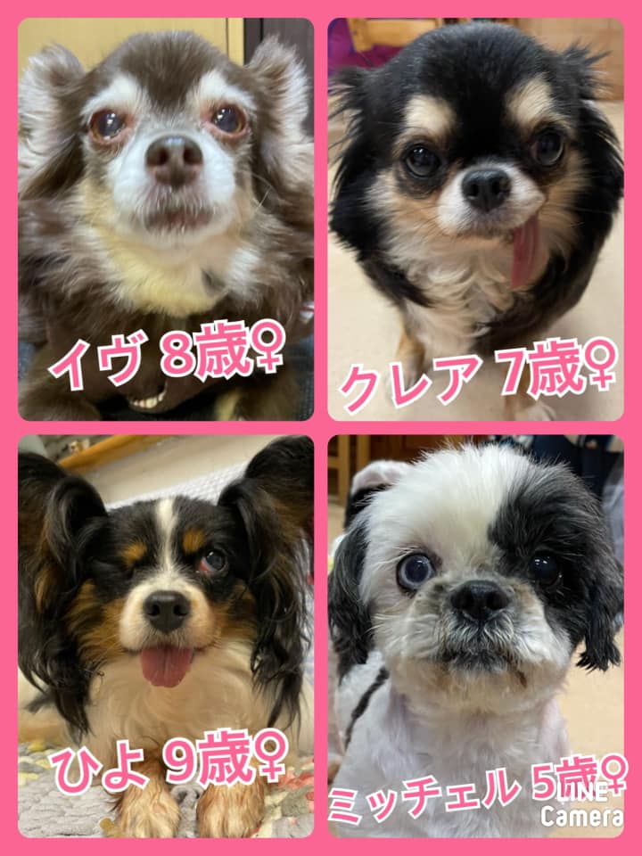 🐾今日の里親様募集中ワンコ🐶メンバーです🐾2021,3,29